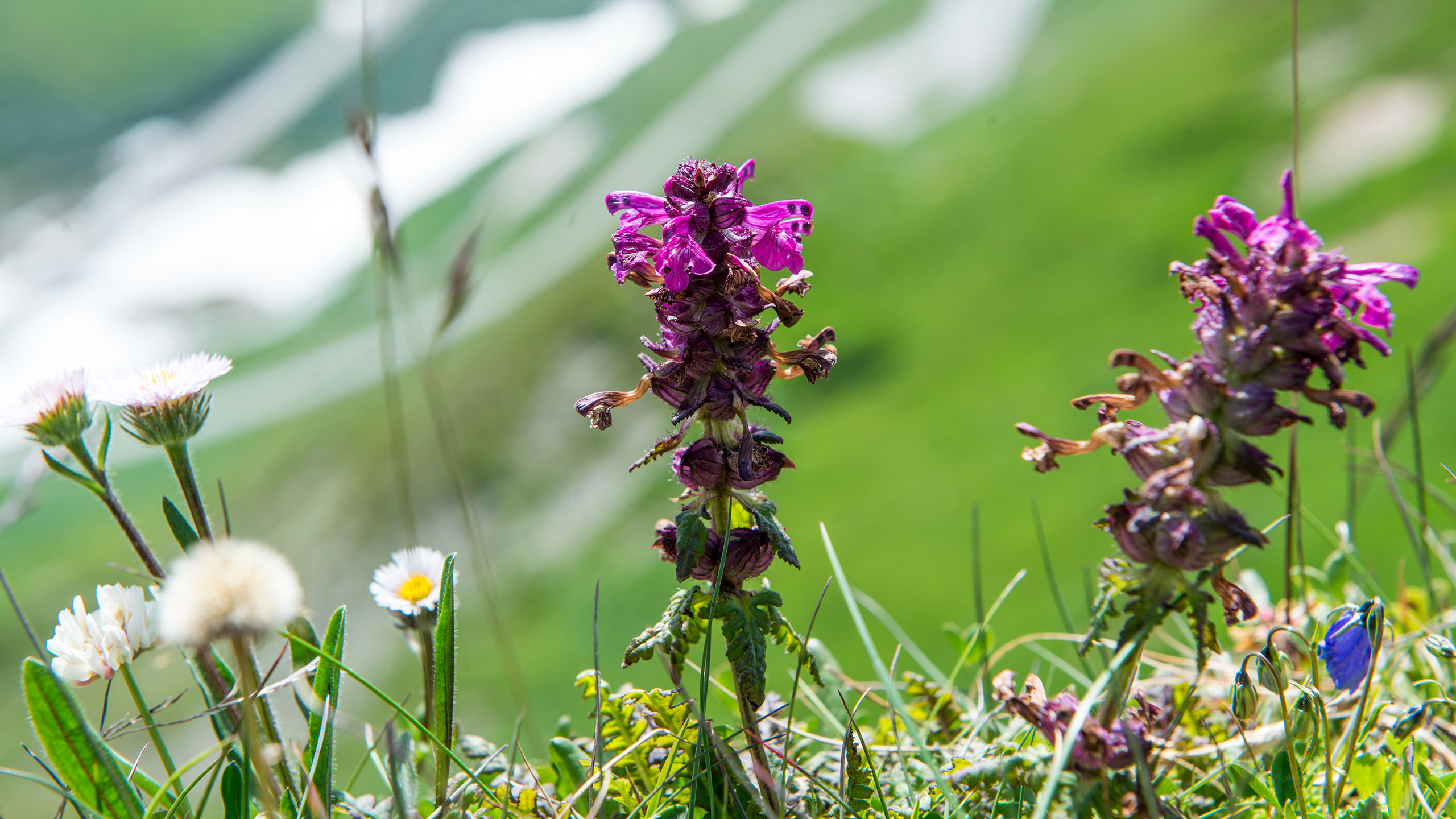 Flora alpina sul Furkapass