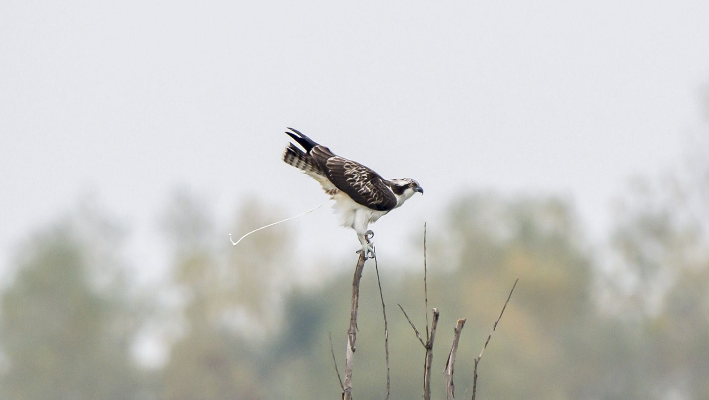 Falco Pescatore (Pandion haliaetus)