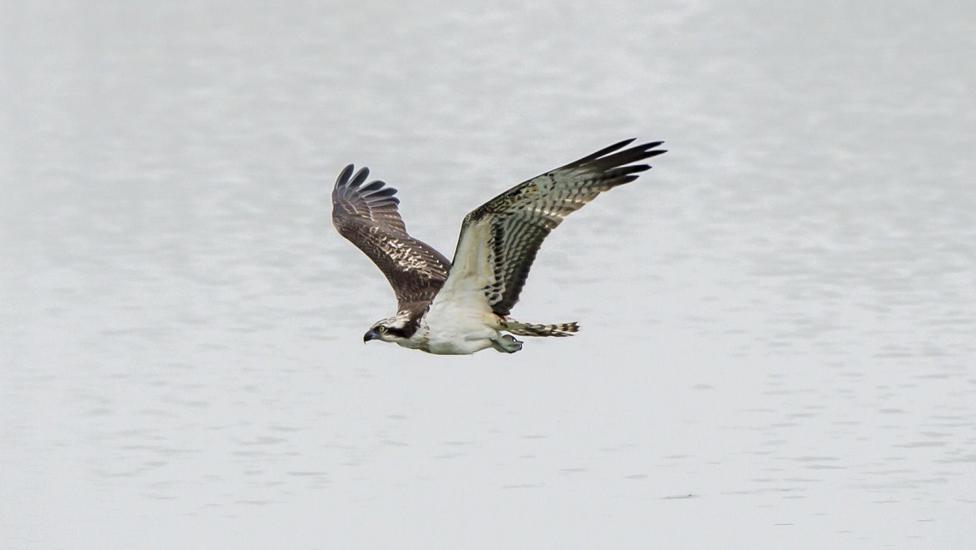 Falco Pescatore (Pandion haliaetus)