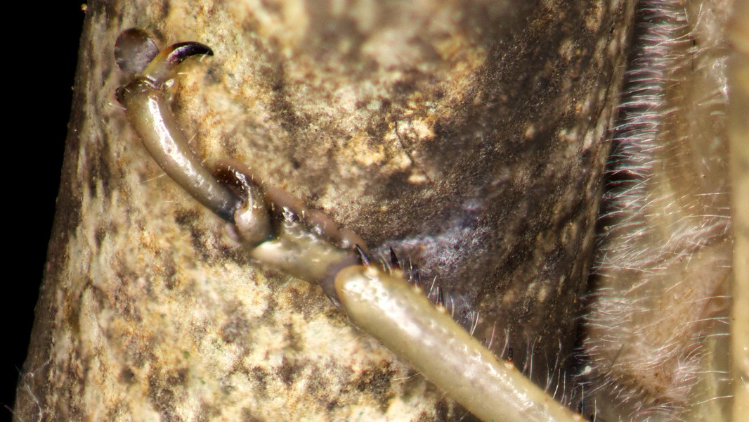 Anacridium aegyptium - Locusta egiziana