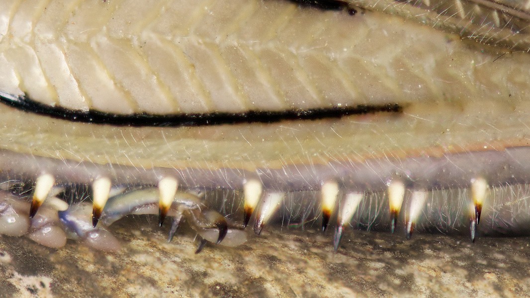Anacridium aegyptium - Locusta egiziana