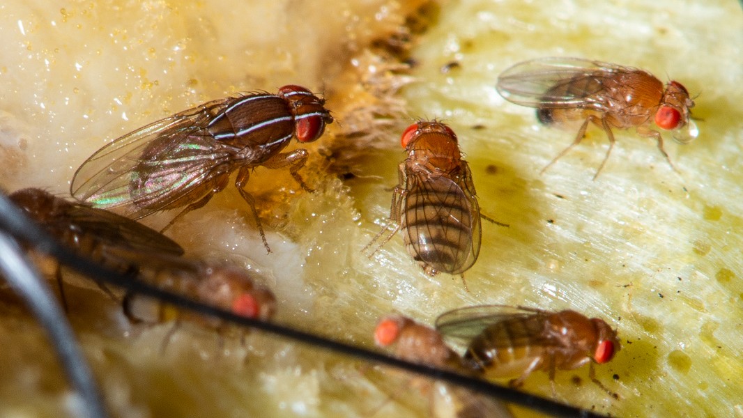 Drosophila melanogaster