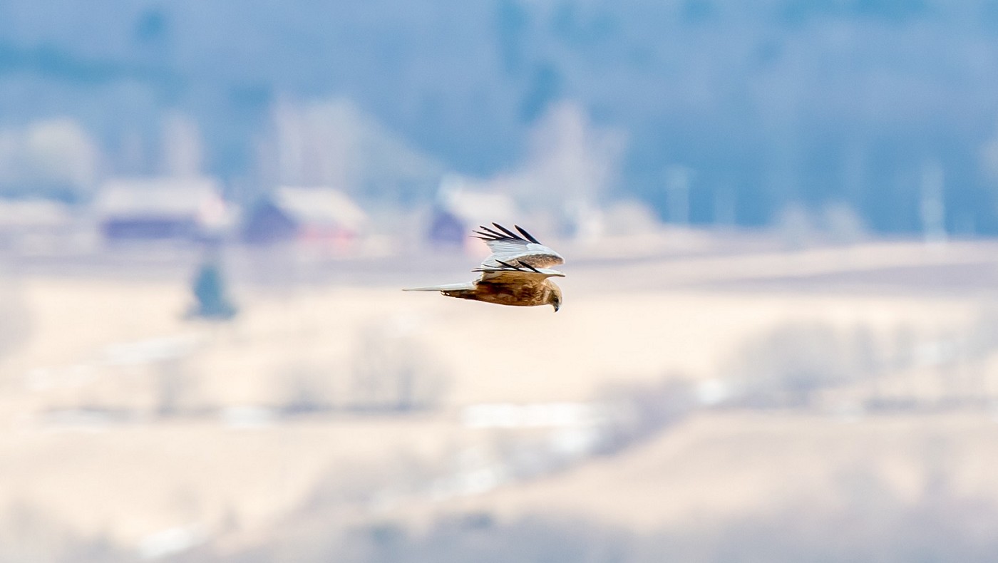 Falco di palude - maschio