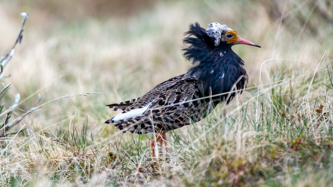 Birding Varanger | Birdwatching in Norvegia | Viaggio nella Tundra Norvegese