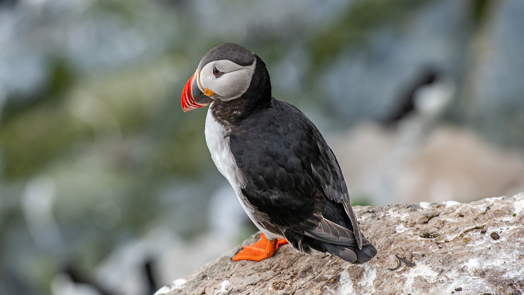 Birding Varanger | Birdwatching in Norvegia | Viaggio nella Tundra Norvegese