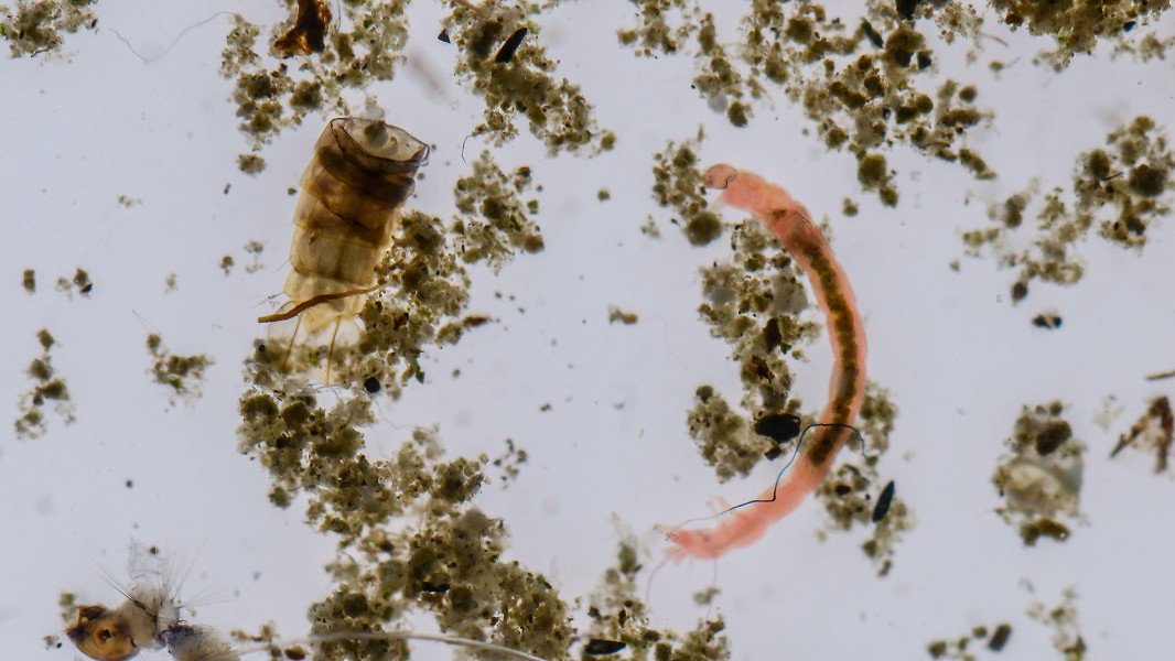 Larva ed exuvia di Chironomidae
