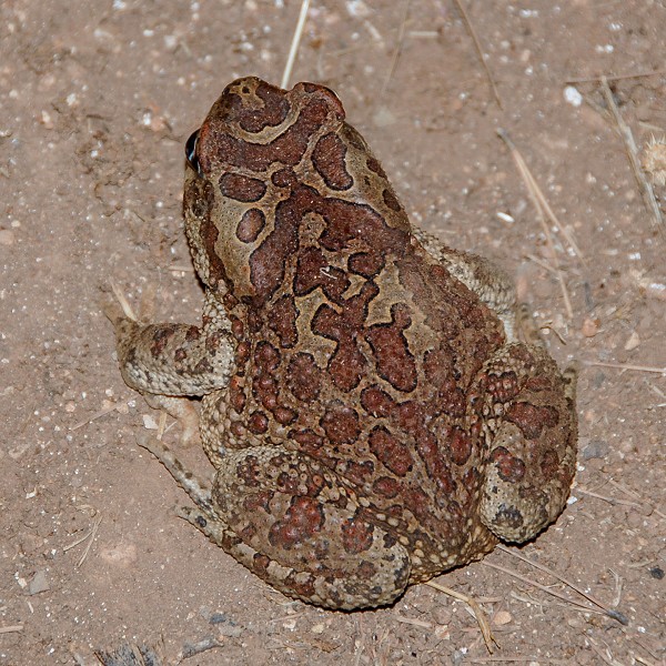 Amietophrynus mauritanicus