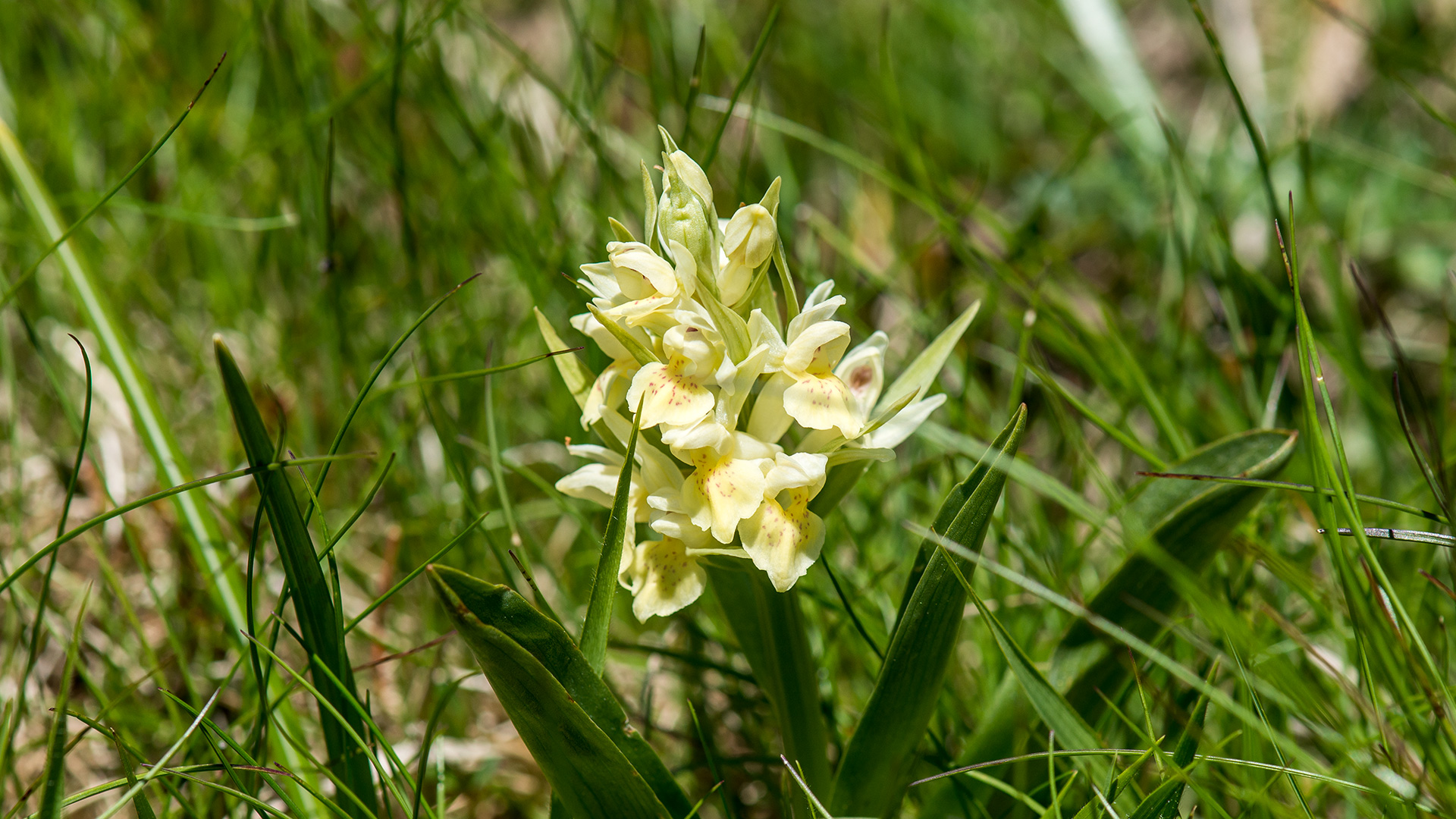Orchidea sul Monte Antola