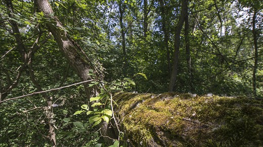 Il bosco ai lati del sentiero