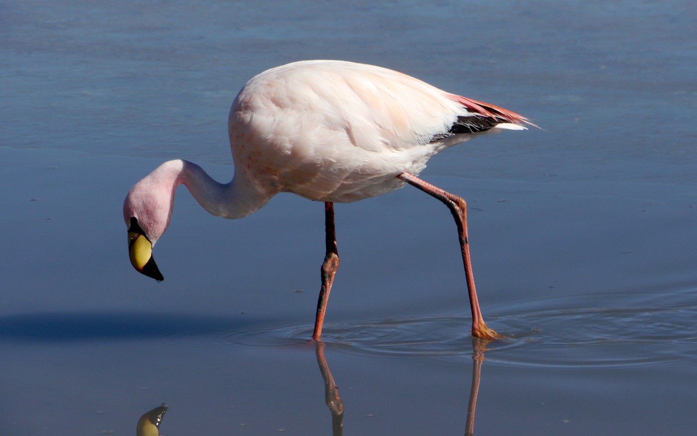Phoenicoparrus jamesi James´ Flamingo birds of Bolivia Laguna Colorada - Potosi